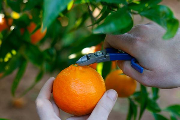 B11 - Tijera o alicate para la recolección de cítricos